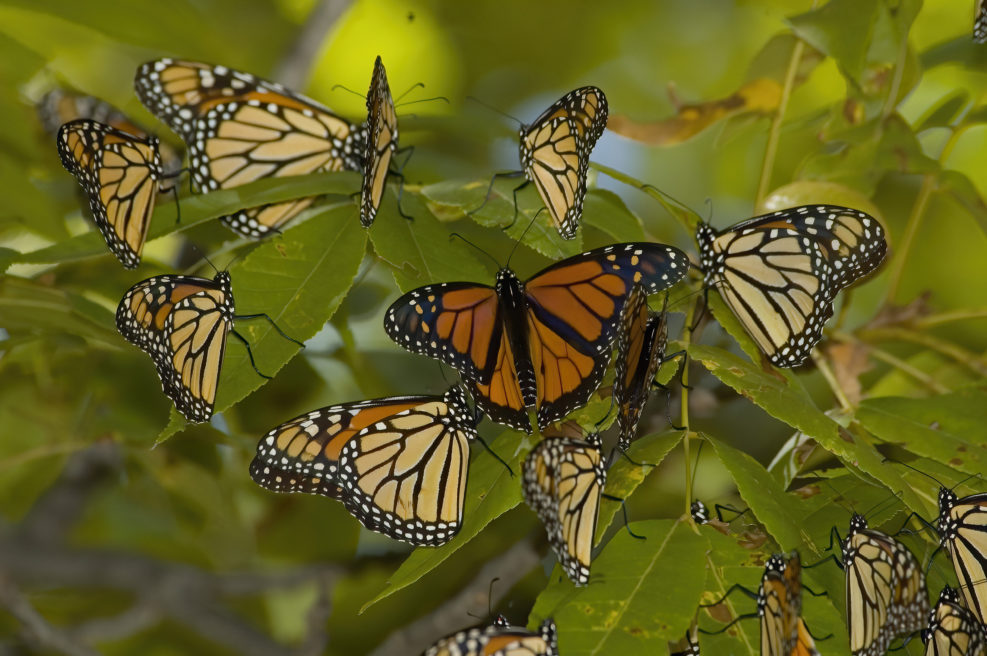Monarch Butterfly Congregation 2