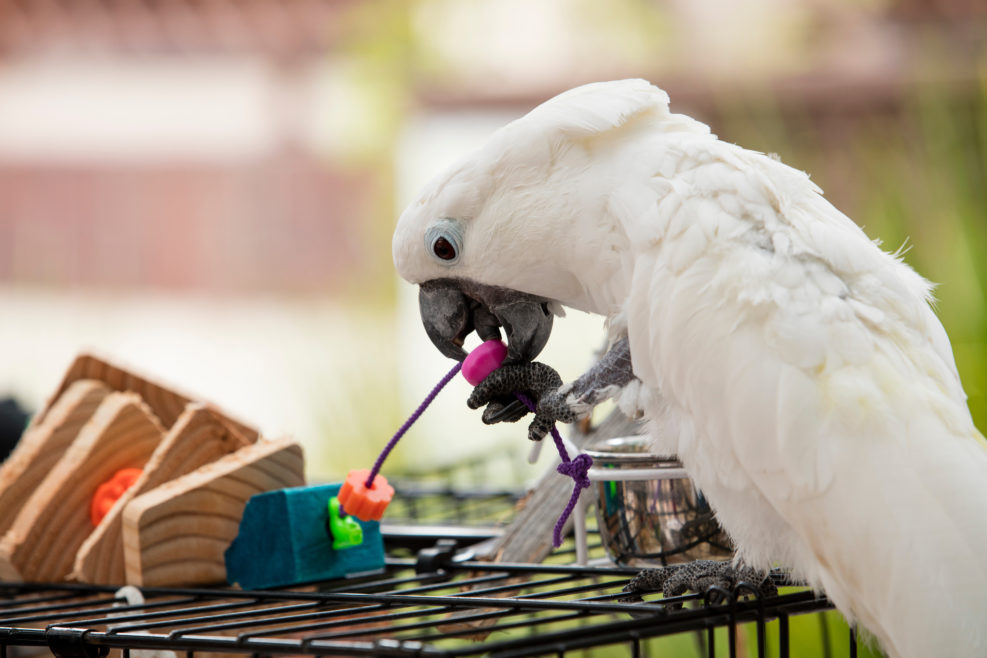 Playful White Cockatoo