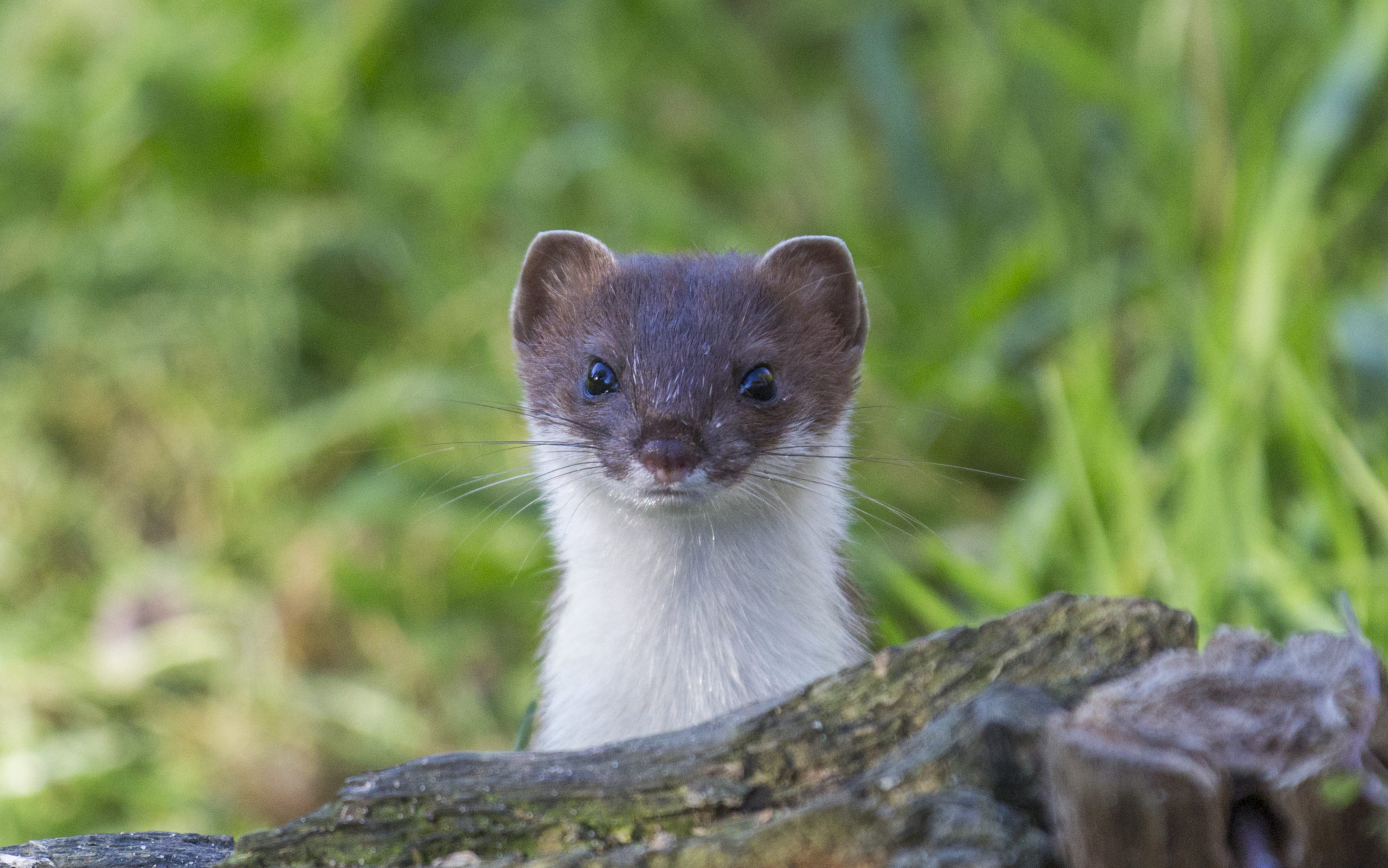 Dawkins’ Dubious Double Weasel and the Combinatorial Cataclysm | Mind ...