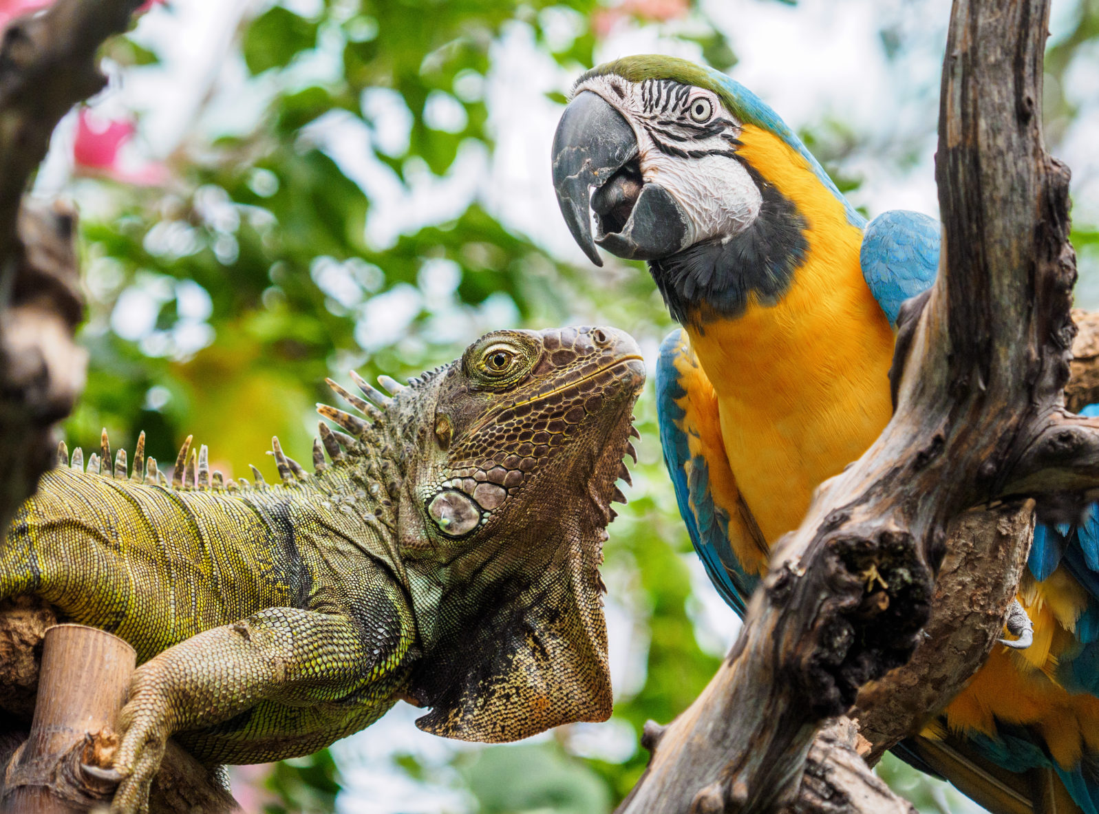 Iguana and Blue and Gold Macaw