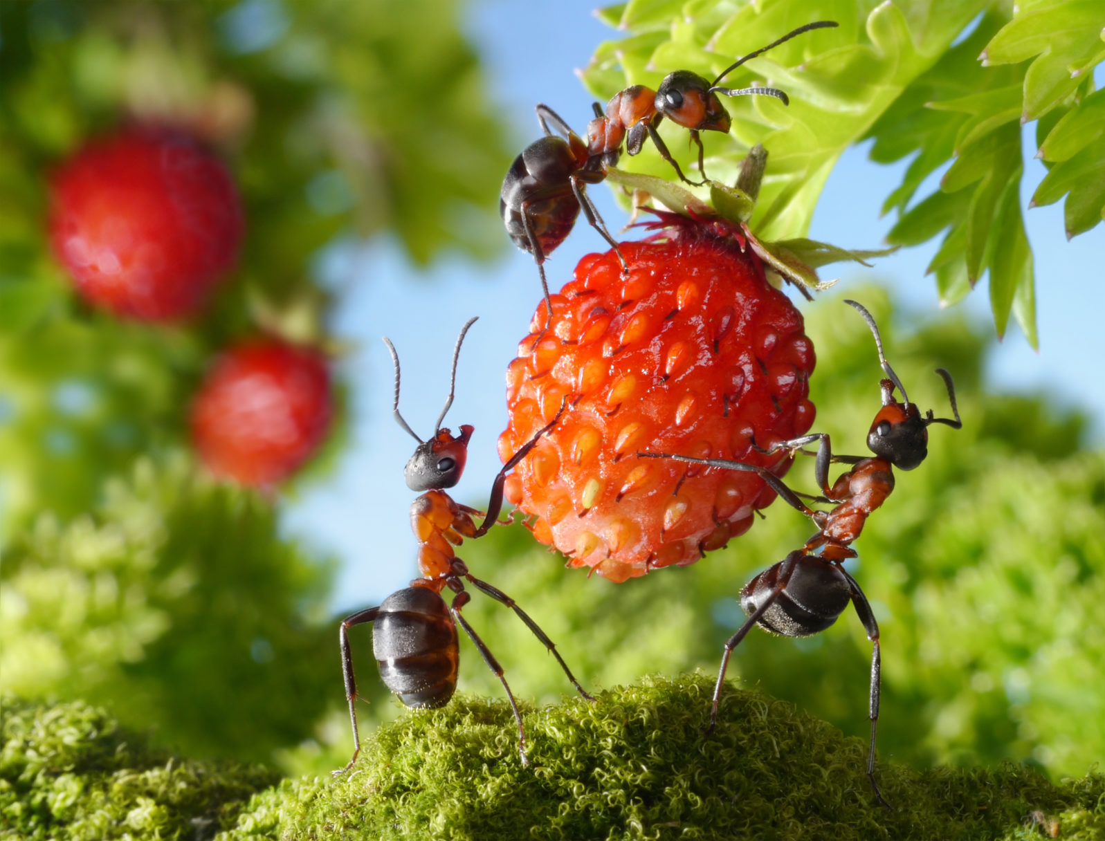 team of ants gathering strawberry, agriculture teamwork