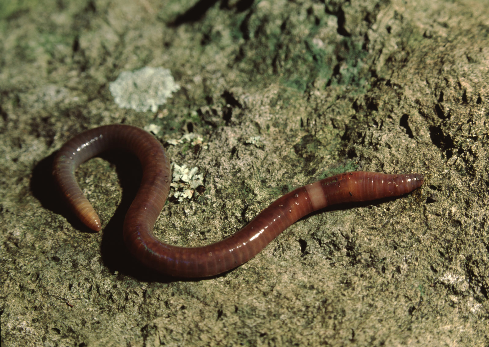 Common Earthworm (Lumbricus Terrestris)