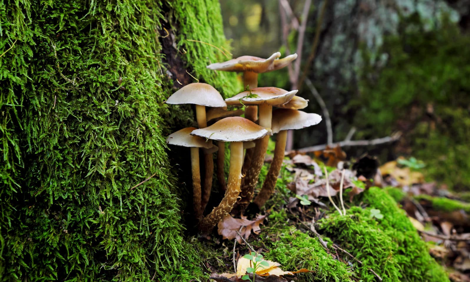 Mushrooms and moss