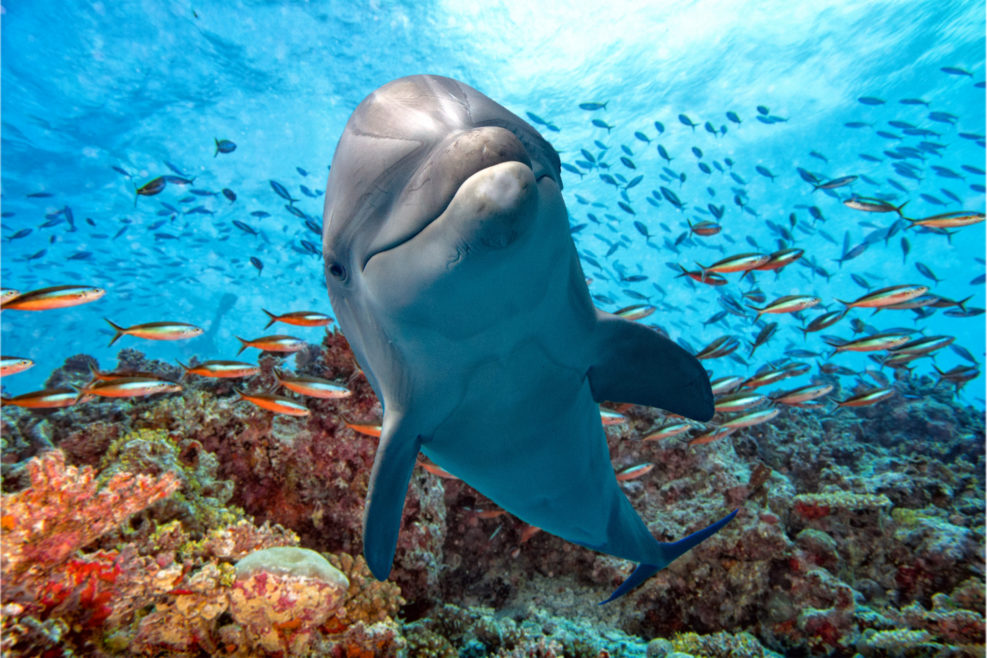 dolphin underwater on reef close up look