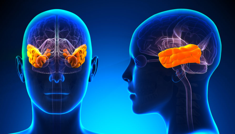 Female Temporal Lobe Brain Anatomy - blue concept