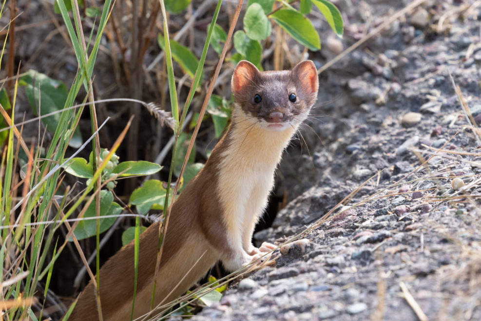 weasel peering out of a burrow