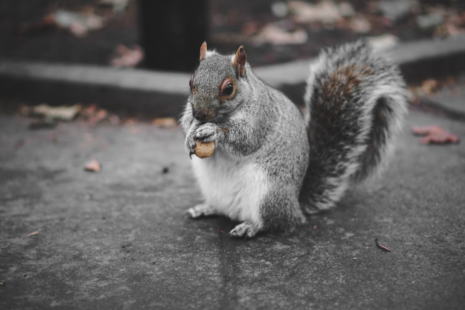 Found this little guy munching away in Washington Square Park, NY