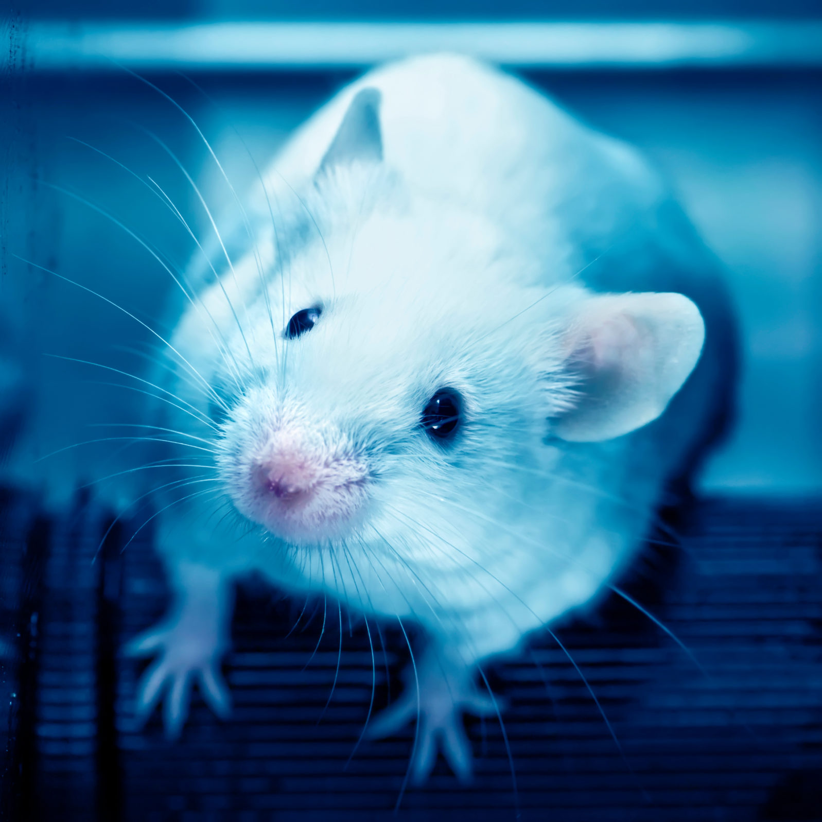 Laboratory mouse in the experiment test.