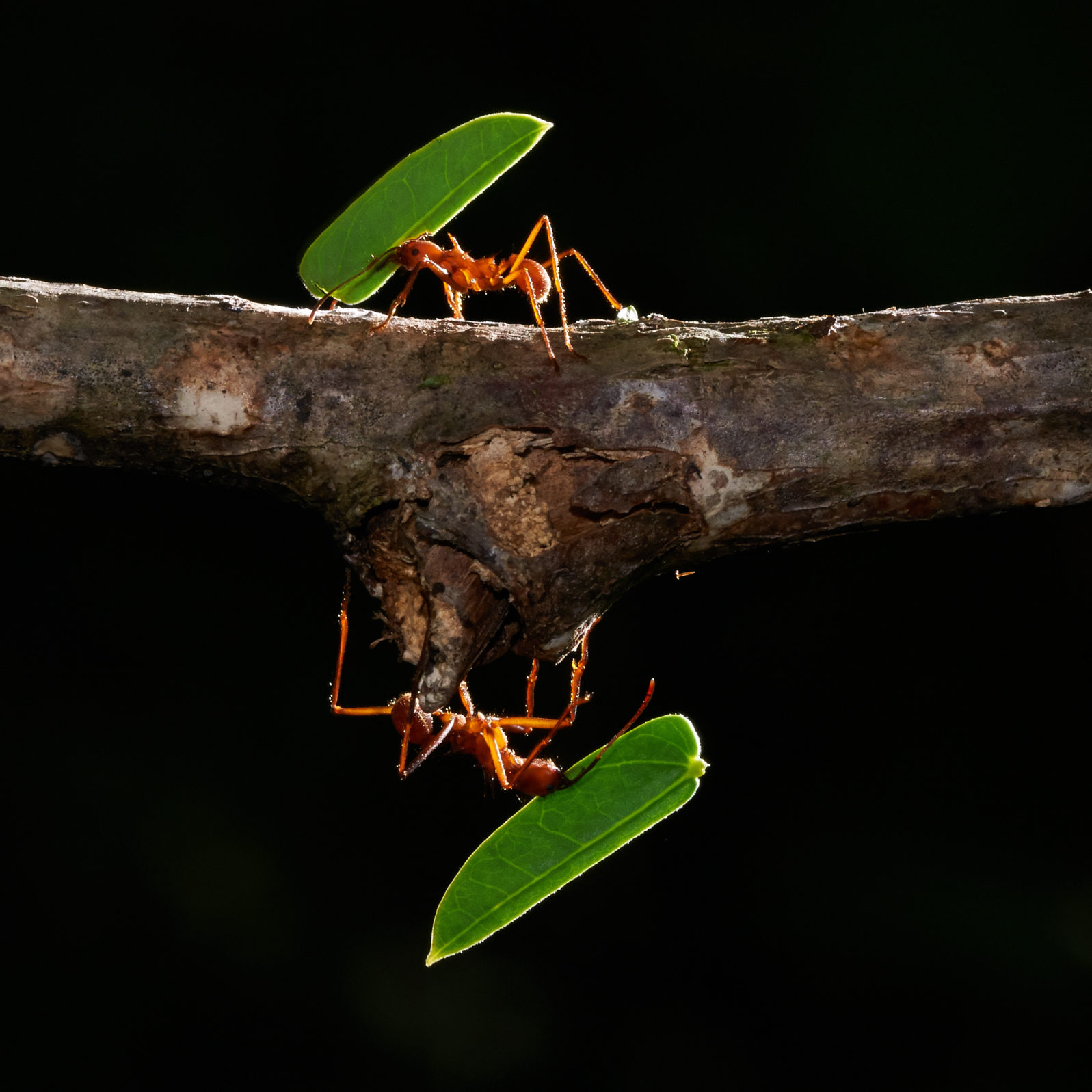 leafcutter ants