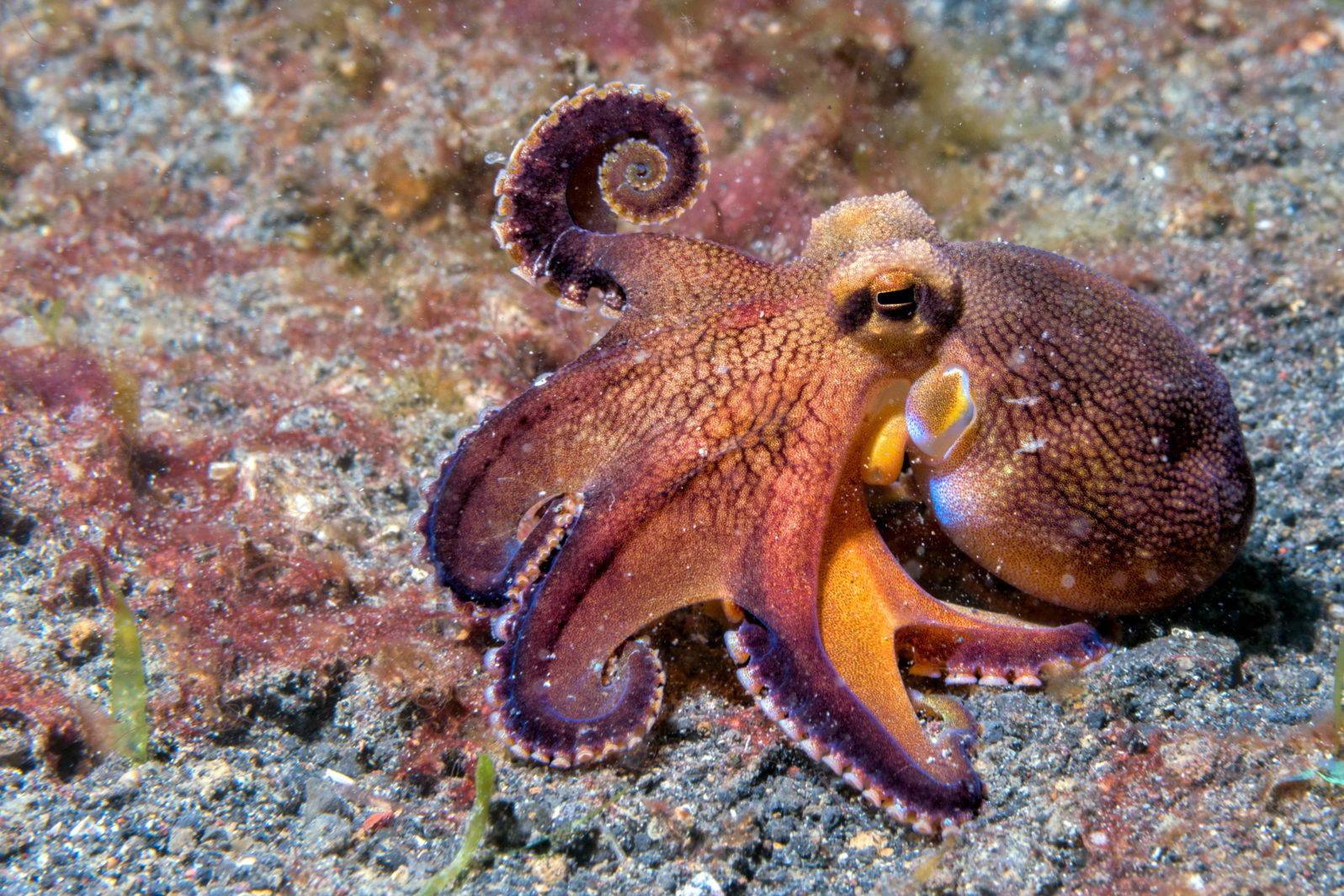 coconut octopus underwater macro portrait on sand