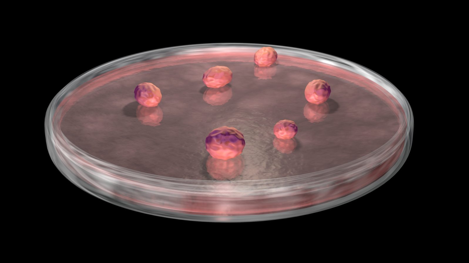 Organoids in petri dish .  Few distributed on growing medium. 3d illustration rendering