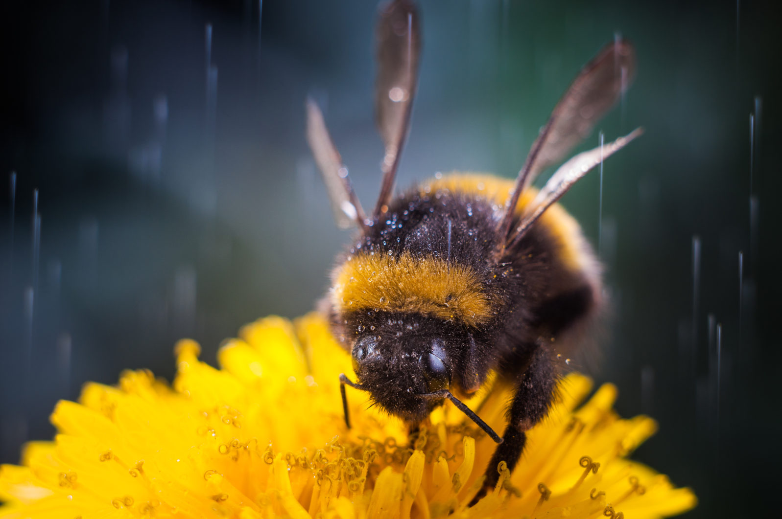 Macro of a bumblebee collecting nectar on flower