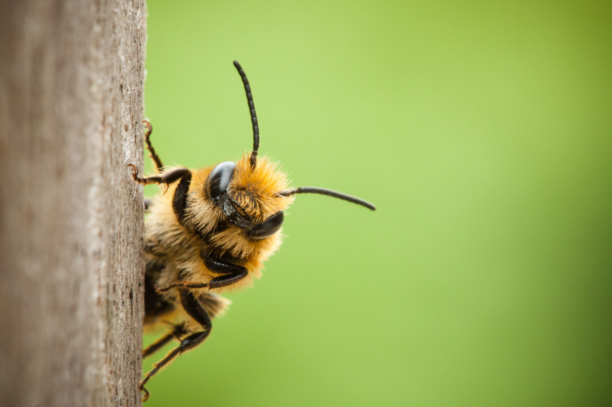 Peek-a-boo bee close up