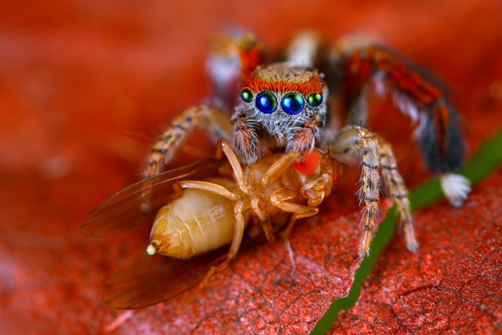Spanish jumping spider Saitis barbipes with fruit fly