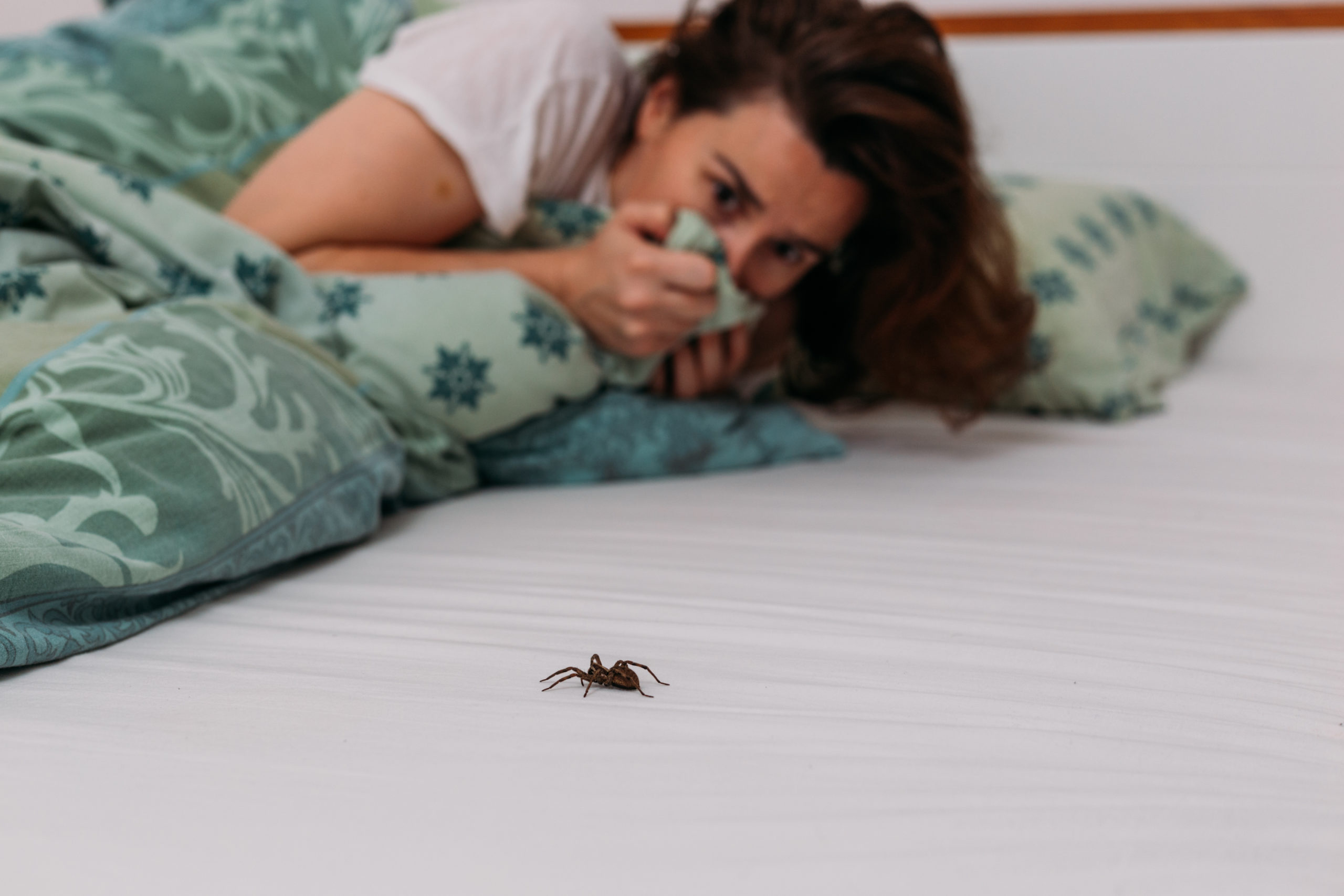 Сонник пауки во сне к чему. К чему снятся пауки. Паук на полу. Паучье гнездо за кроватью.