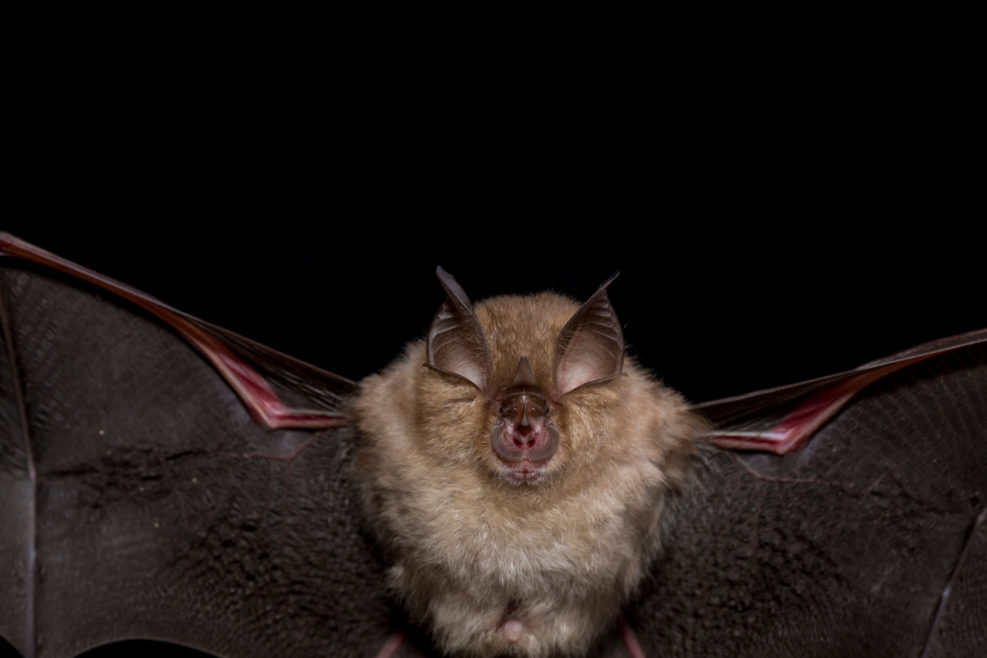 Close up flying small lesser horseshoe bat (Rhinolophus hipposideros) hunting night moths insect pest catching in darkness via ultrasound echolocation. Dark background detail wildlife animal portrait.