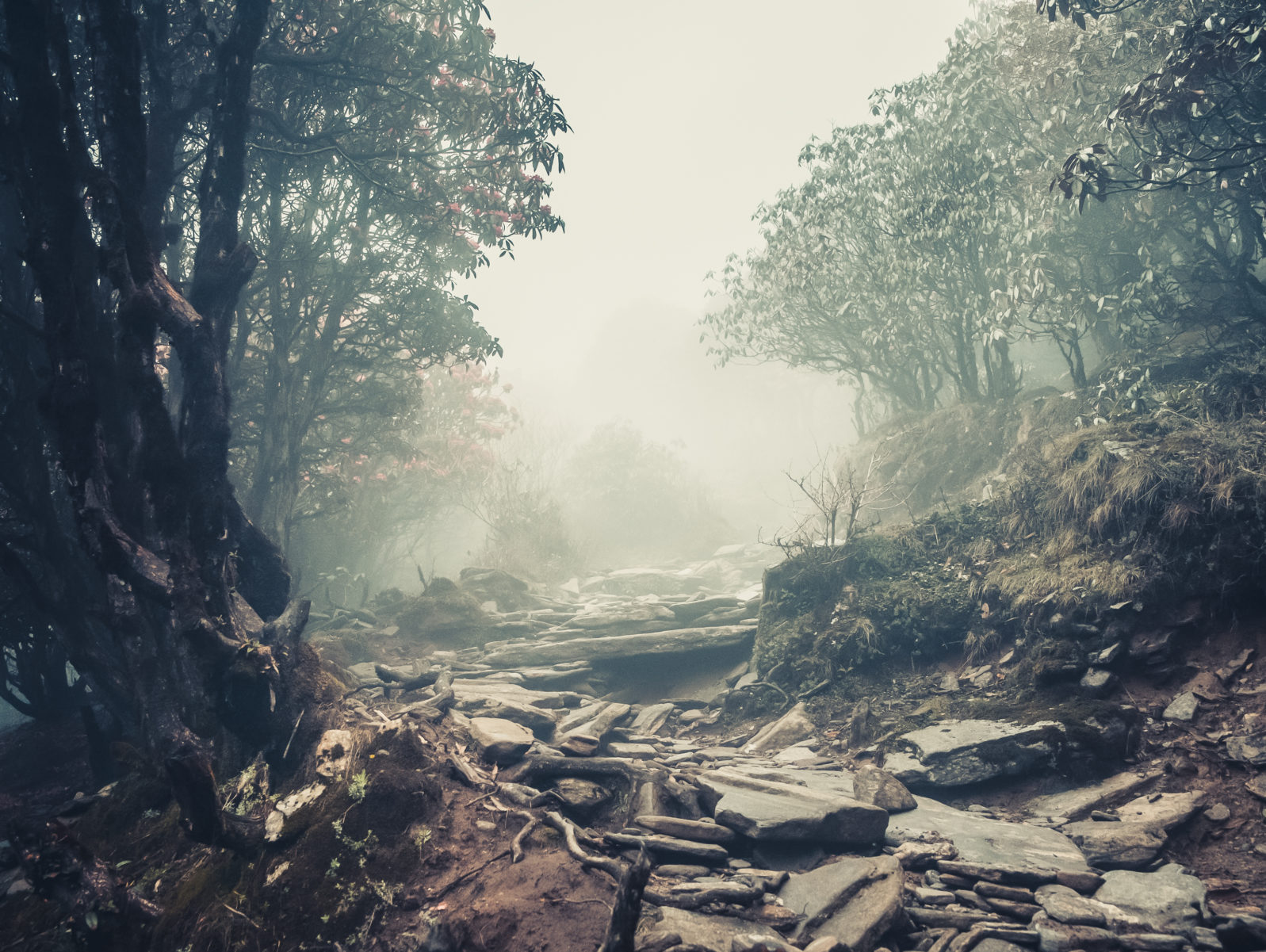Trail through a mysterious dark forest in fog. Autumn morning in Himalaya, Nepal. Magical atmosphere. Fairytale