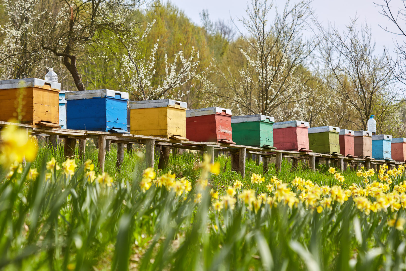 Bee hives in the field and orchard