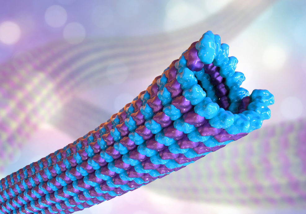Microtubule, 3D illustration. A polymer composed of a protein tubulin, it is a component of cytoskeleton involved in intracellular transport, cellular mobility and nuclear division