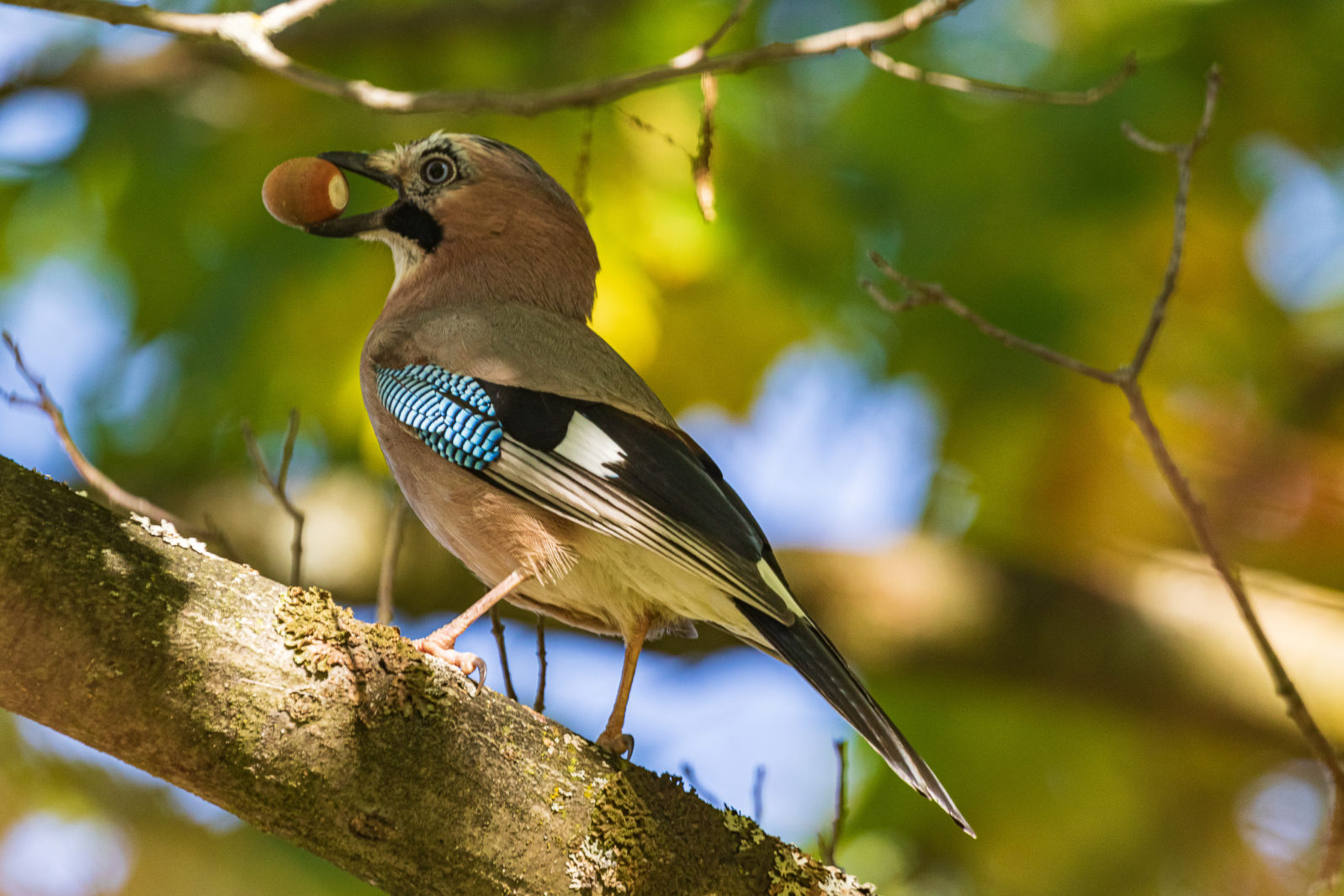 A  jay in its beak holds an acorn. A colorful Eurasian jay sits on a thick oak branch. Close-up. Autumn. Natural blurred background.  Wild nature.