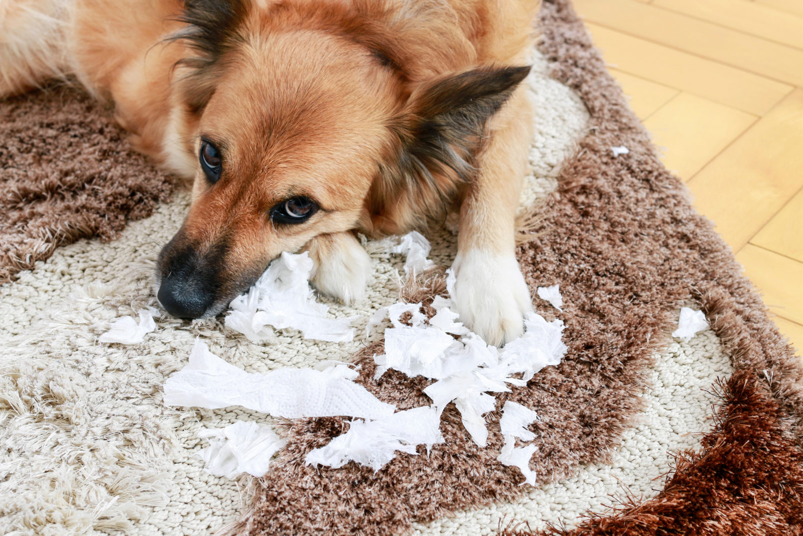Dog lying on the carpet with torn papers