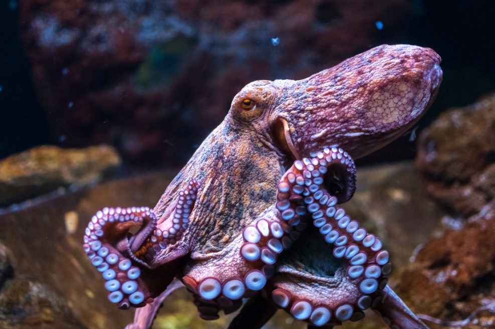 Octopus in water