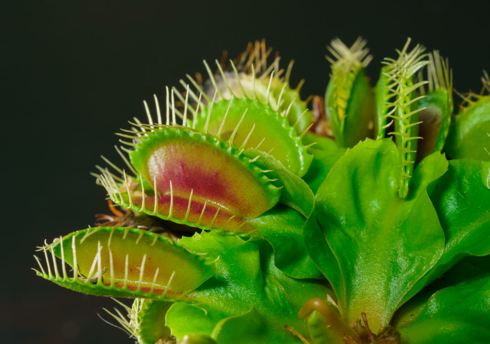 Venus flytrap is one of the carnivore plants