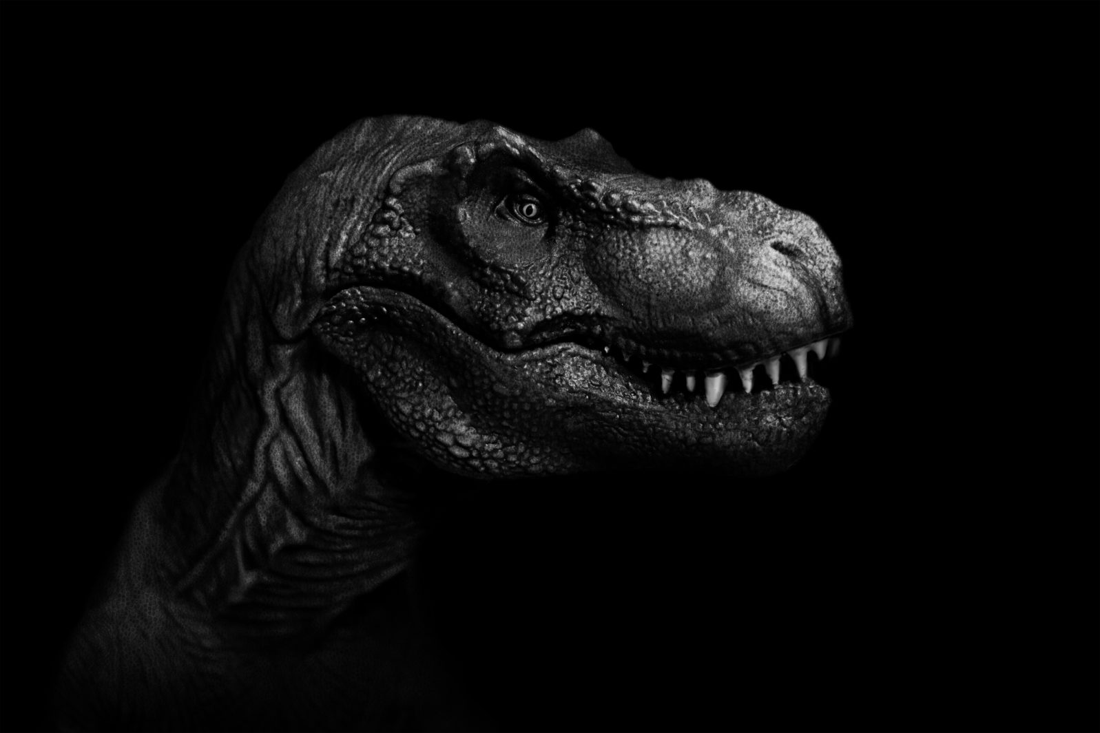 Tyrannosaurus Rex close up on dark background. - Image
