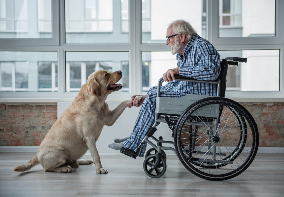 Peaceful old man looking at his hound and holding the paw of it. Tranquil man is sitting in wheelchair and wearing eyeglasses. Hound is sitting near the chair