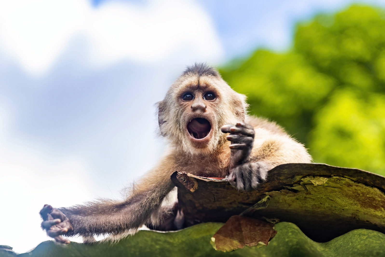 Screaming portrait of capuchin wild monkey
