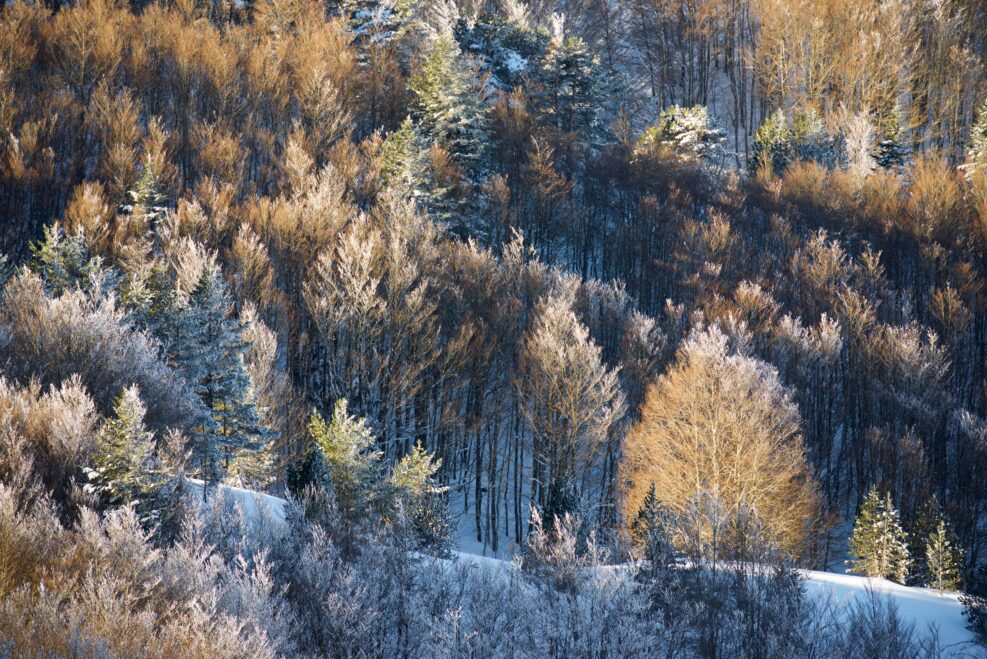 Snow capped forest in the Pyrenees