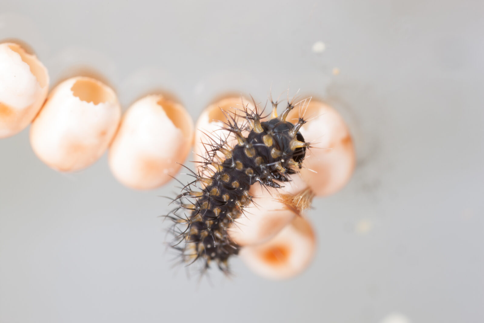 Cecropia Moth caterpillar, first instar, just hatched from egg, 5x lifesize