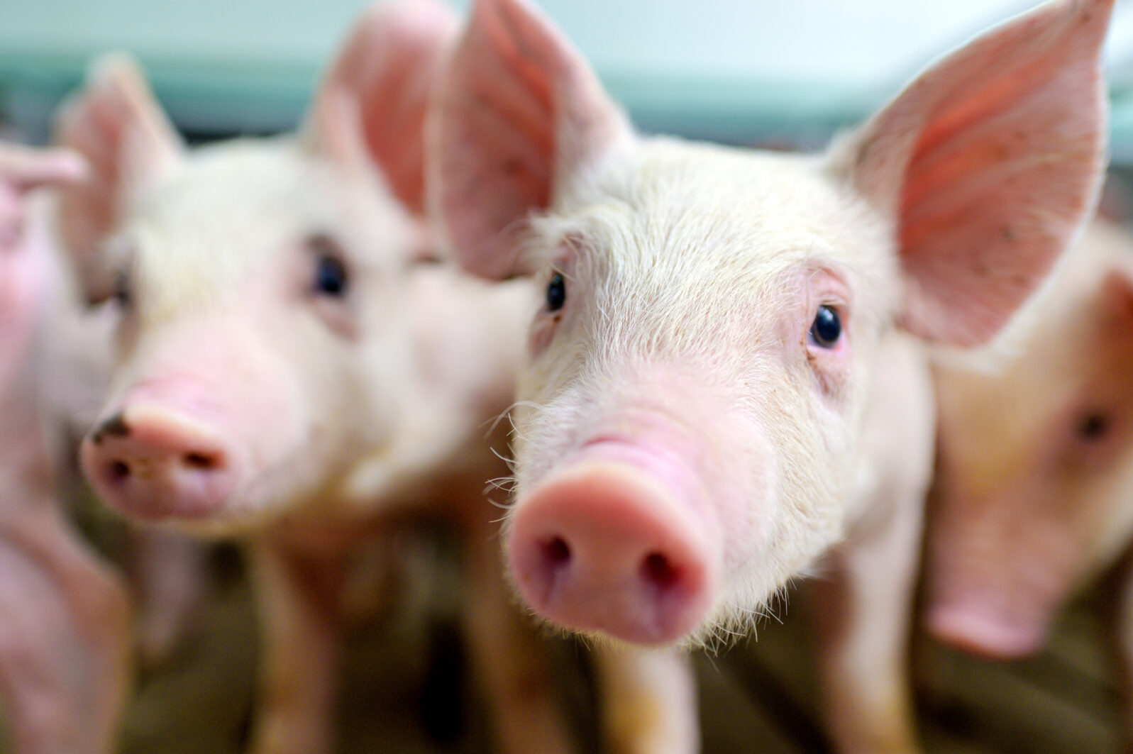 pig farm industry farming hog barn pork