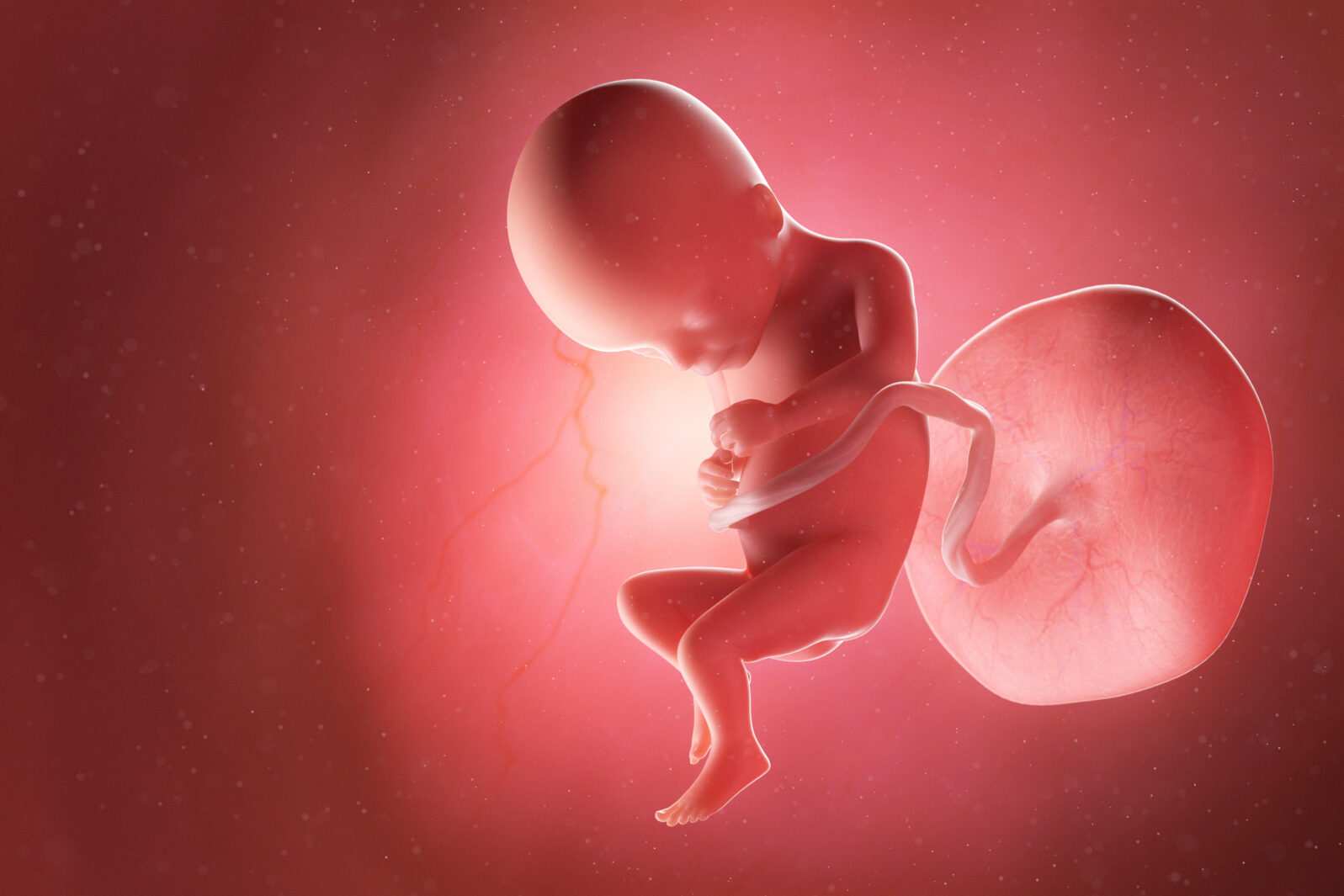 3d rendered medically accurate illustration of a fetus at week 17