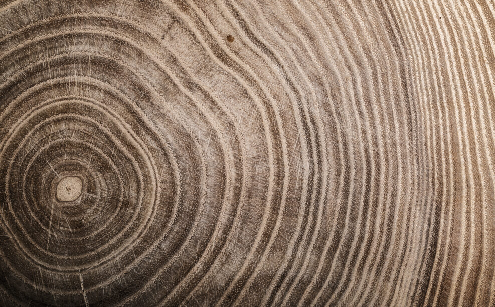 Stump of tree felled - section of the trunk with annual rings. Slice wood.