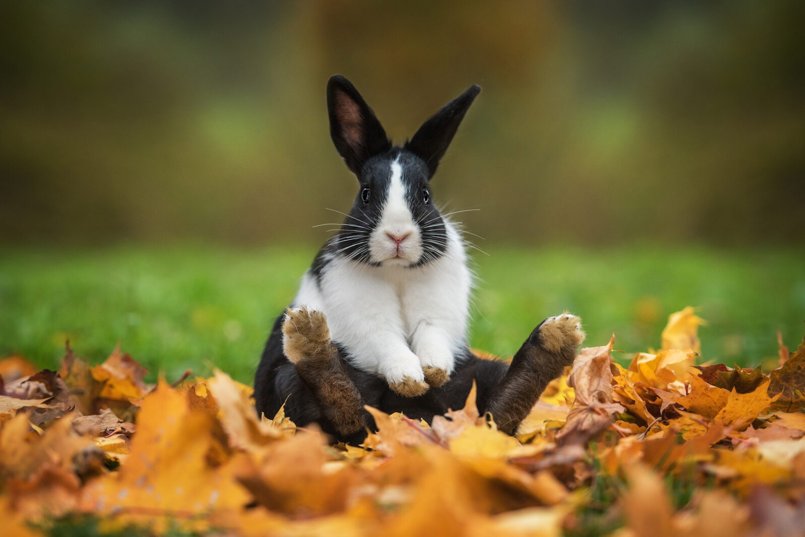 Little funny rabbit sitting in leaves in autumn