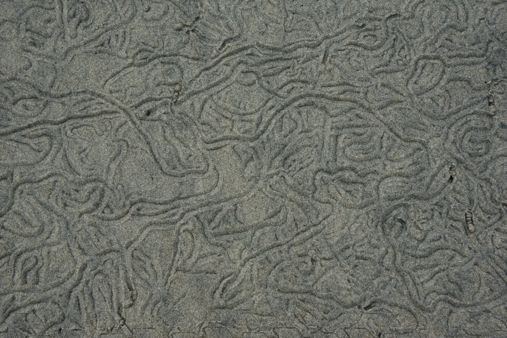 sand worm traces in the sand
