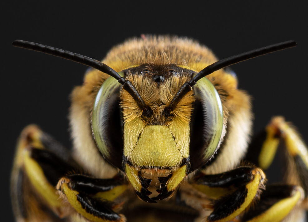 bee close-up on a dark background