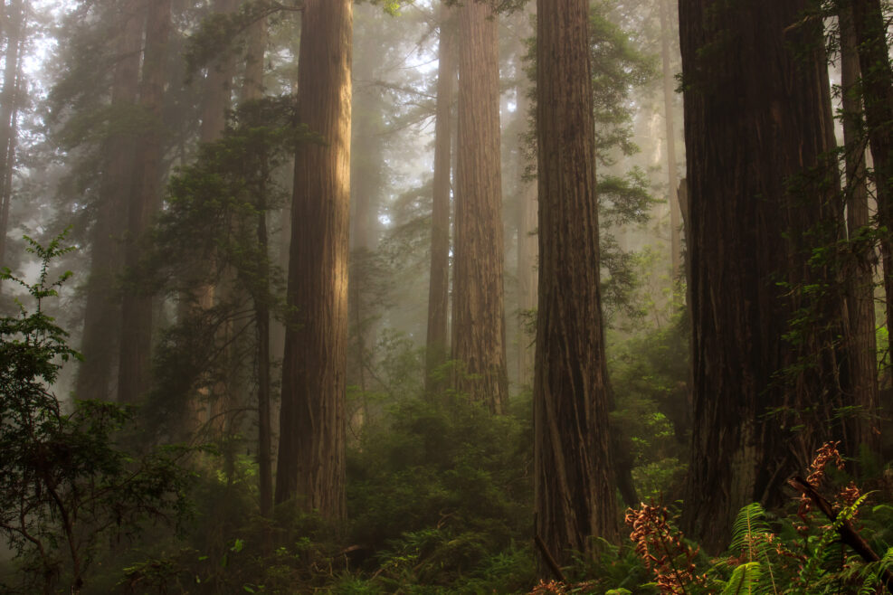 Foggy coastal redwood (Sequoia sempervirens) forest in Northern California, in the early morning light.