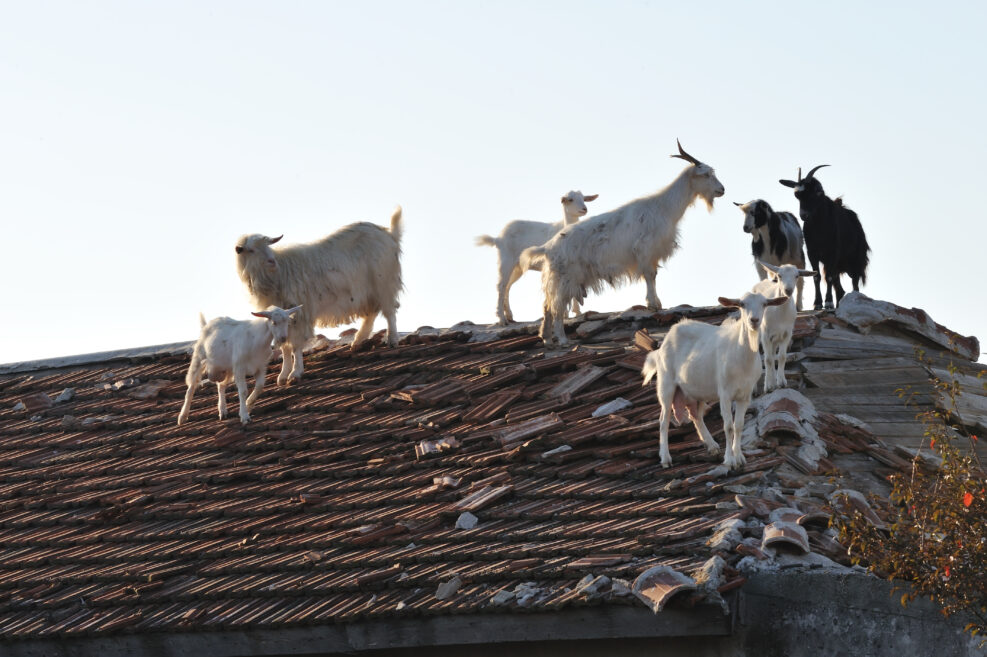 goats on the roof