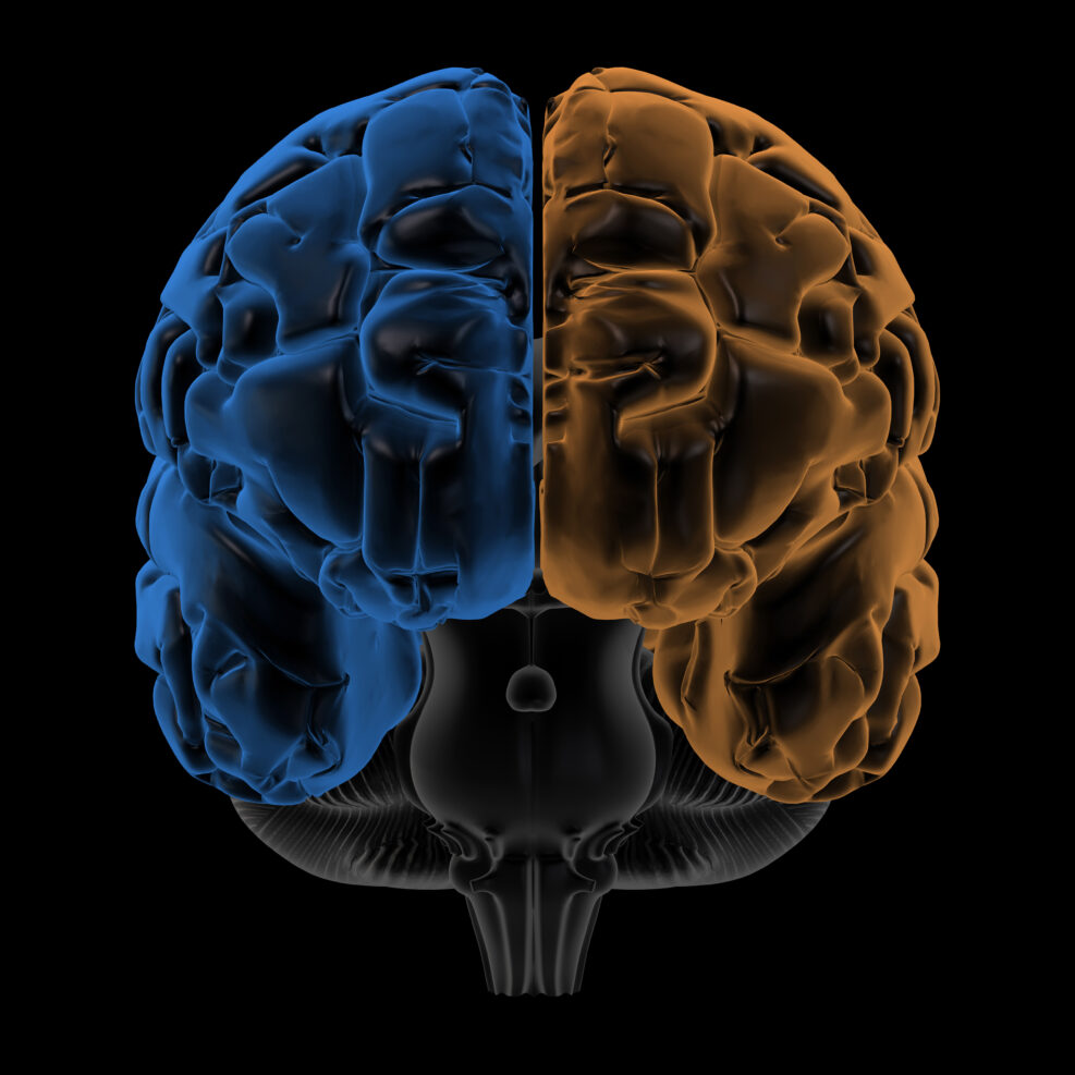 Hemispheres of the brain front view