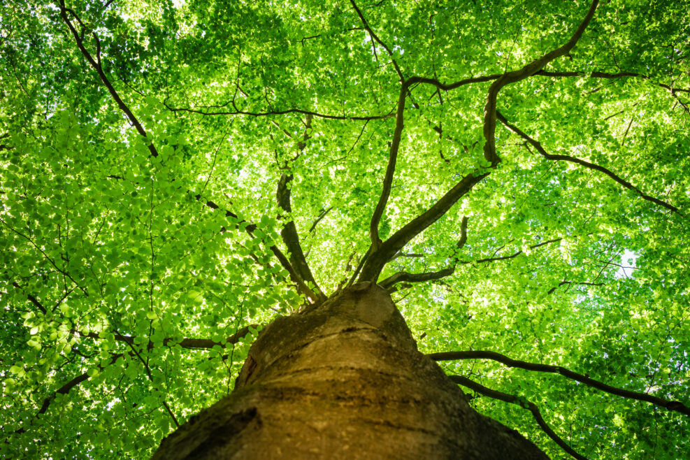 Bottom view, along the trunk, of the fresh green foliage of a beech tree in the spring, with the branches clearly visible as veins for the life juices.