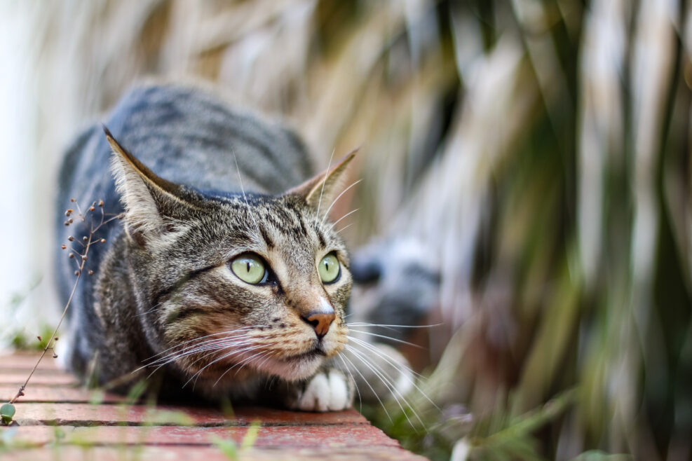 Tabby mackerel  Cat. Curious cute male cat playing in the garden