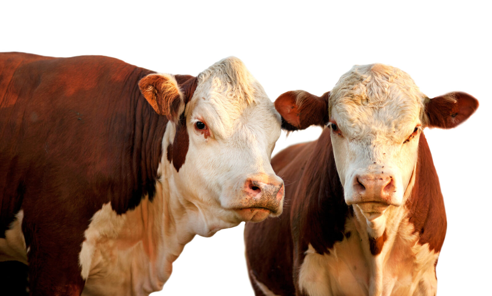 Two brown and white cows