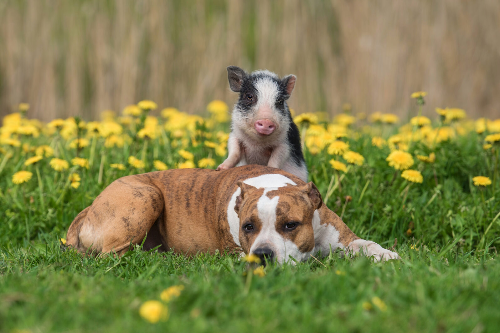 Mini pig and dog on the field with dandelions