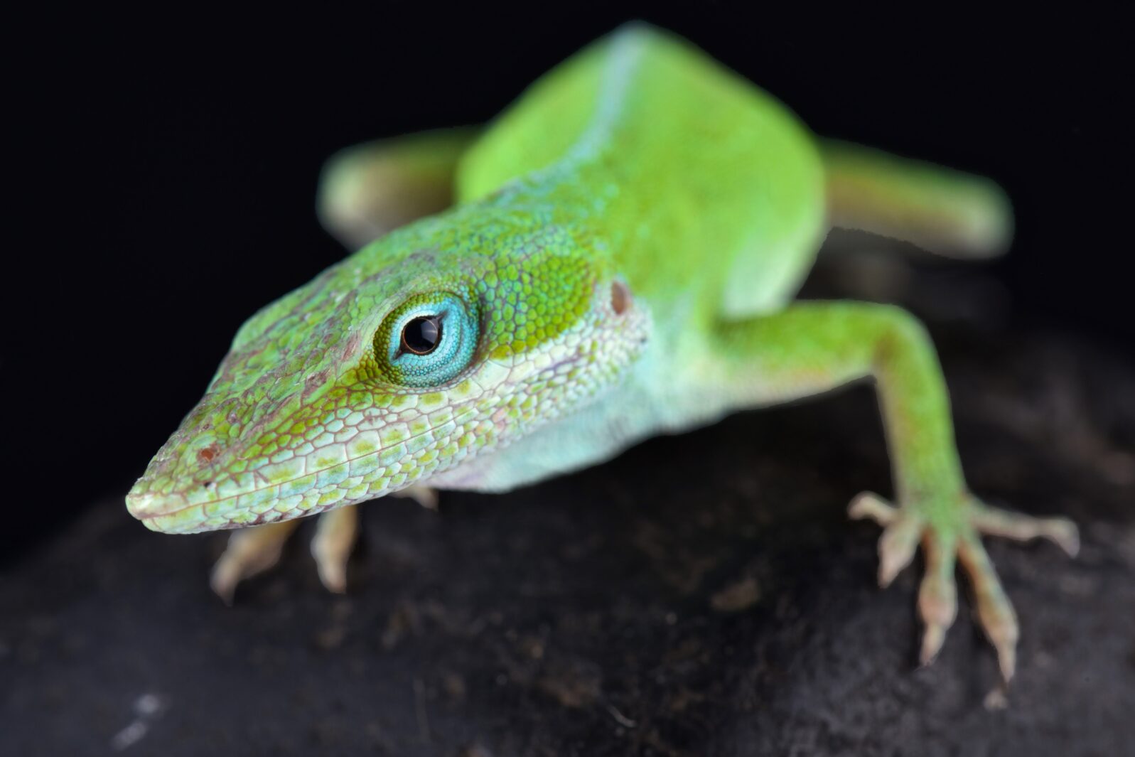 Carolina anole (Anolis carolinensis)