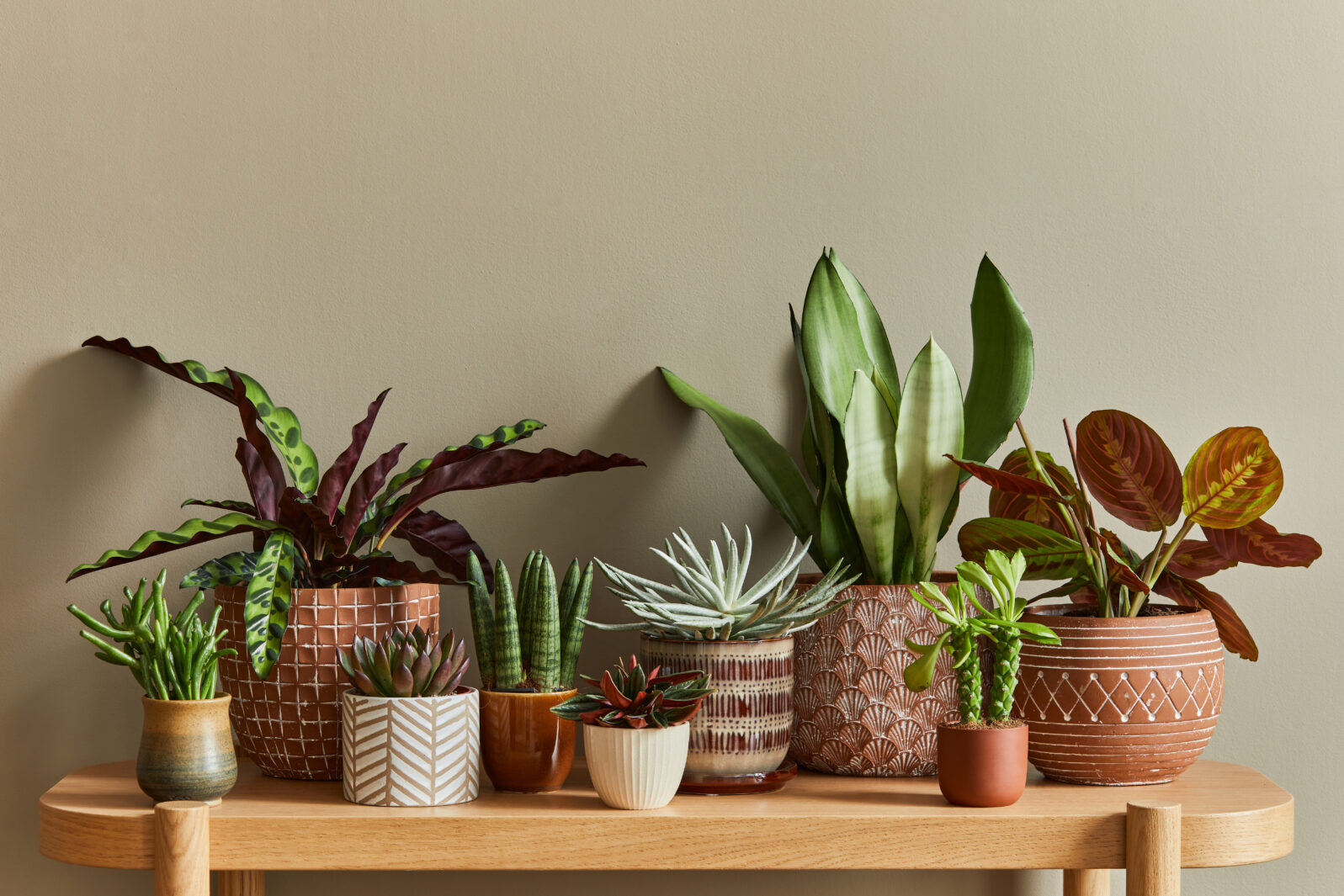 Stylish composition of home garden interior filled a lot of beautiful plants, cacti, succulents, air plant in different design pots. Home gardening concept Home jungle. Copy spcae. Template