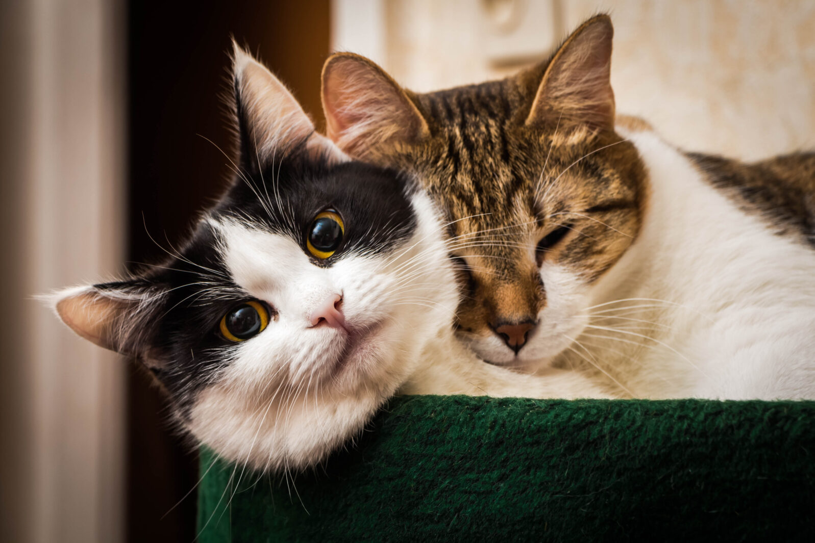 Two adult young cats black-white and tabby lie together in the green cat's bed