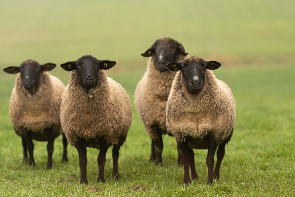 a group of sheep on a pasture stand next to each other and look into the camera