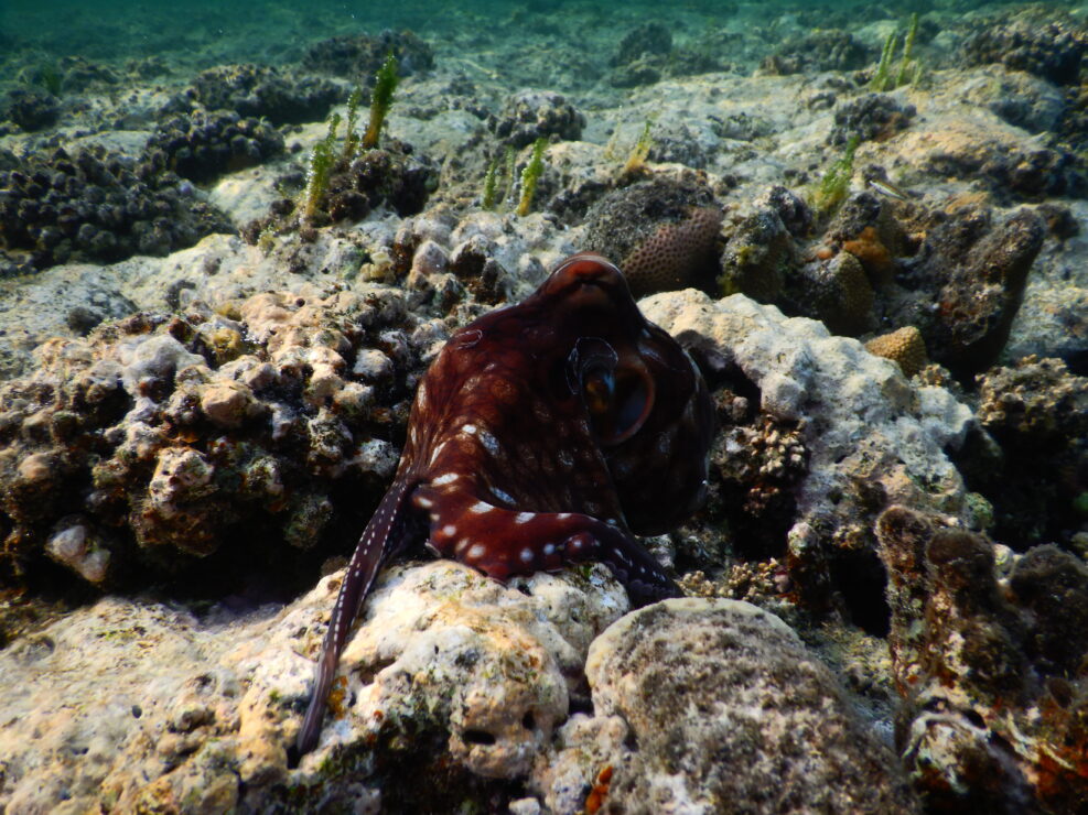 Octopus cyanea, also known as the big blue octopus day octopus family Octopodidae in both the Pacific and Indian Oceans, from Hawaii to the eastern coast of Africa mostly crepuscular, being active a